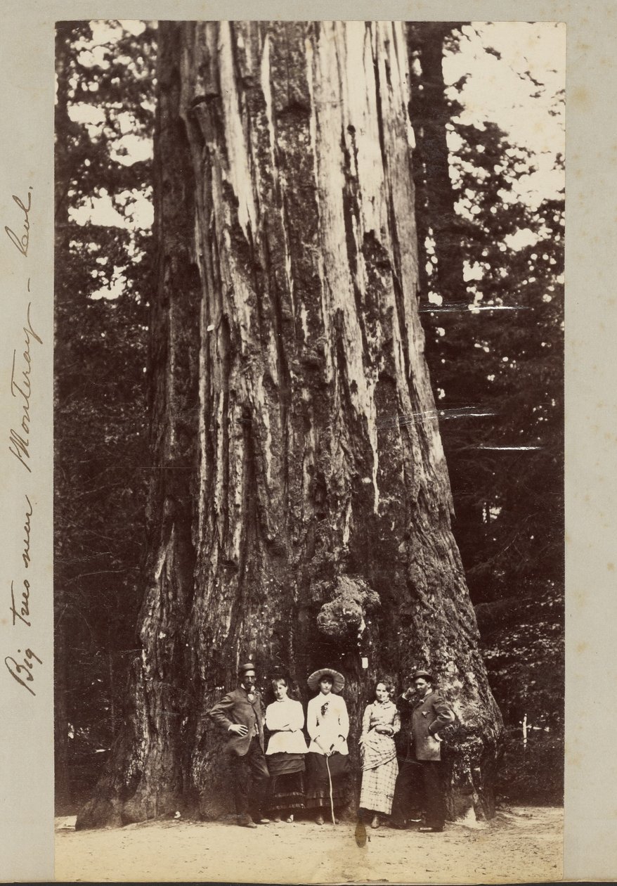 Big Trees near Monteray [sic] - Cal. tekijältä Carleton Watkins