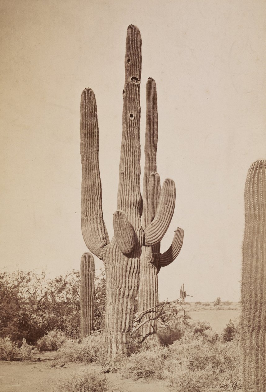 [Kaktus] tekijältä Carleton Watkins