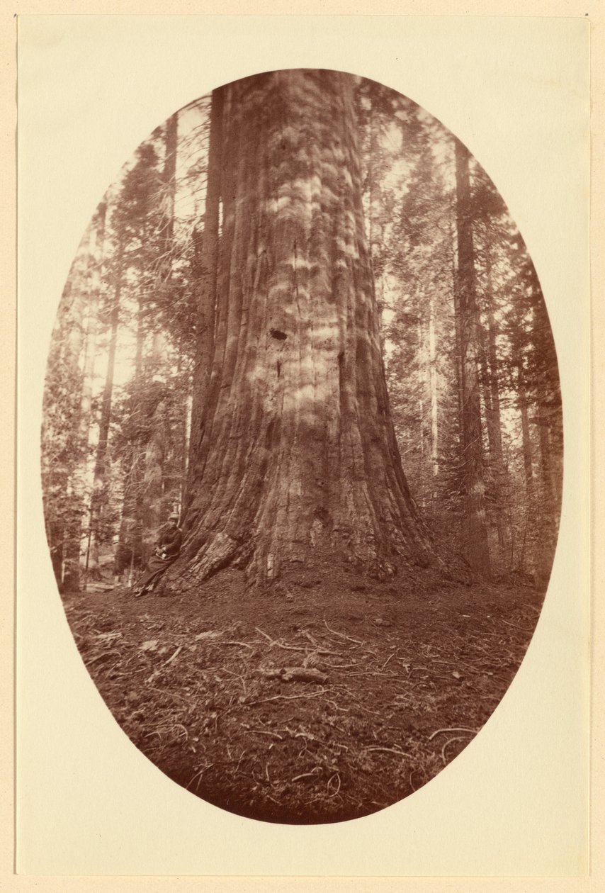 [Empire State Calaveras Grove] tekijältä Carleton Watkins