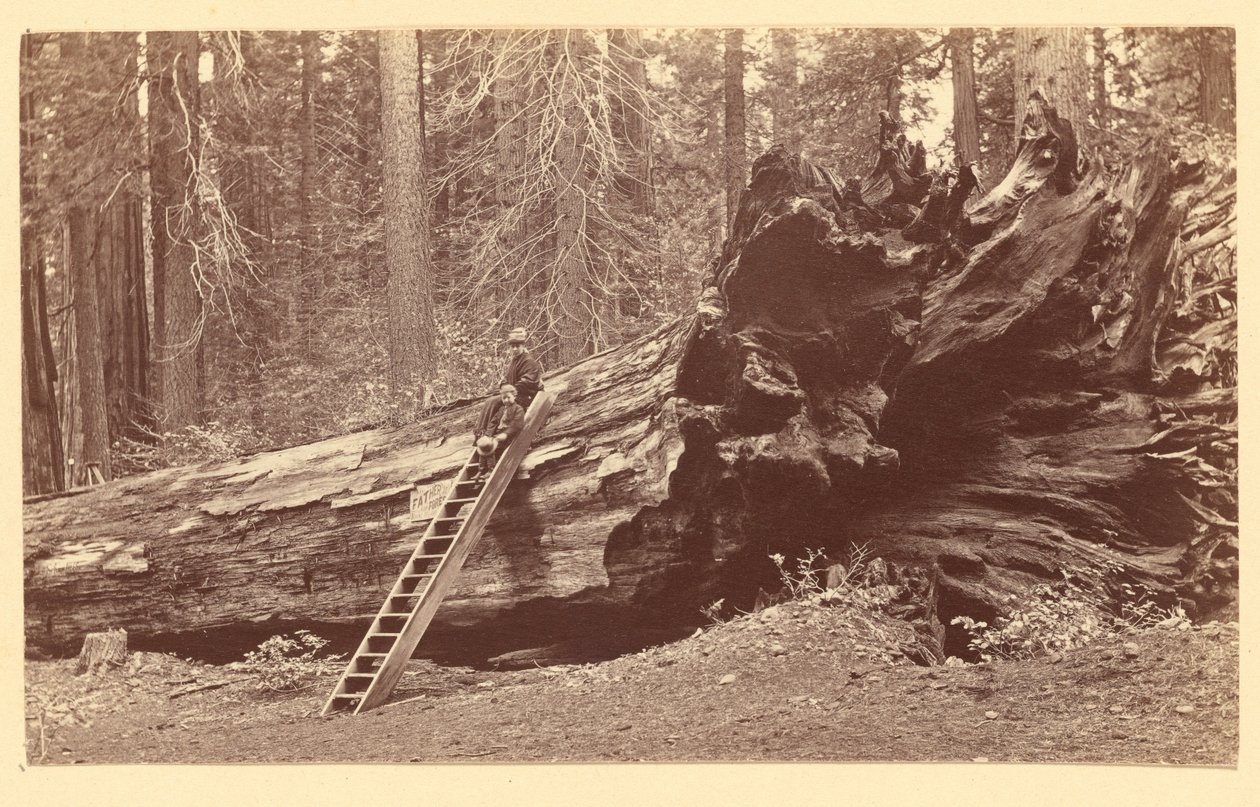 [Metsän isä Calaveras Grove] tekijältä Carleton Watkins