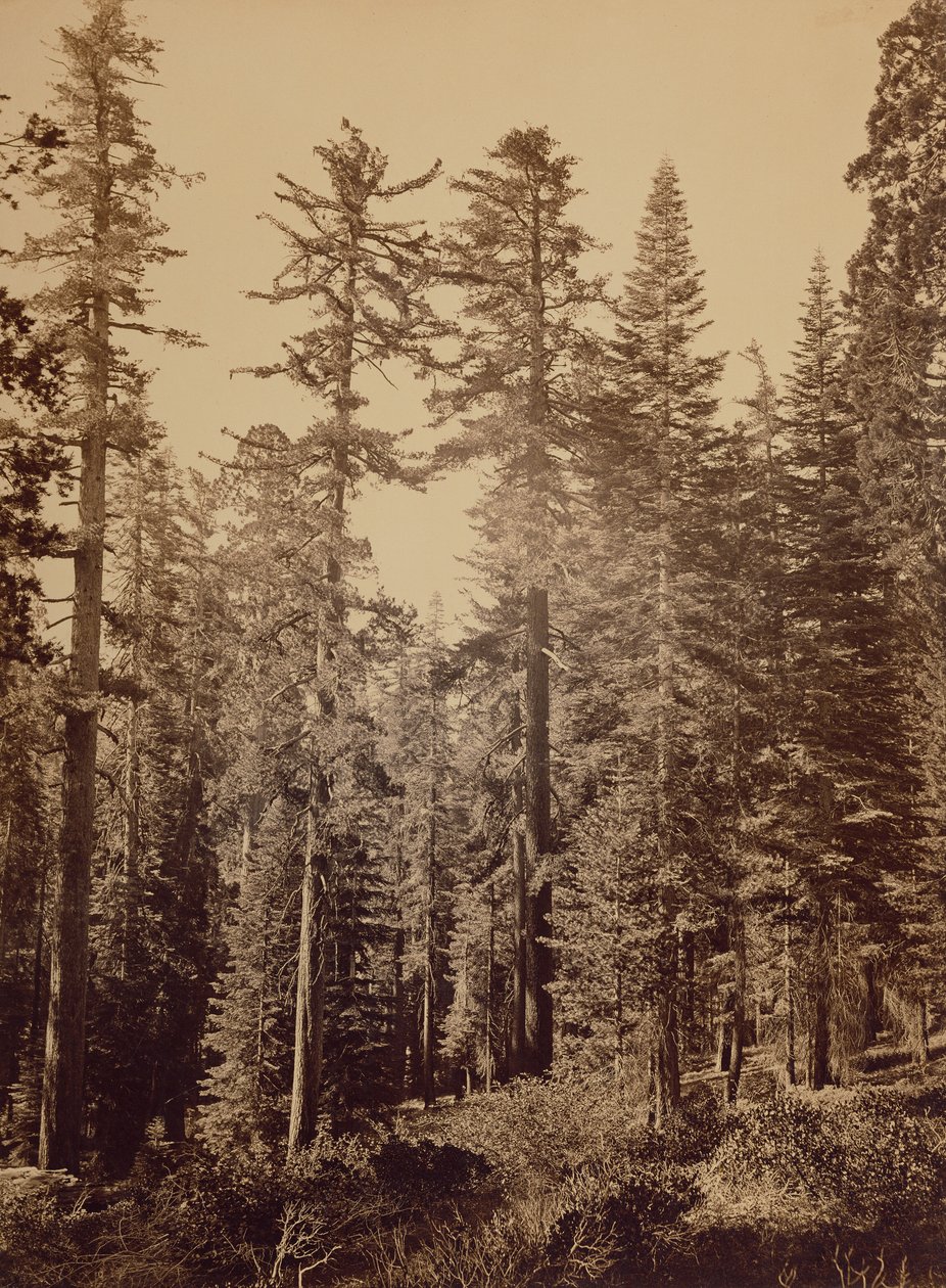 [Metsäkuva] / [Sokerimännyt] tekijältä Carleton Watkins