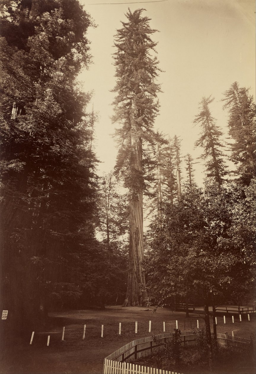 Giant Redwood, Santa Cruz tekijältä Carleton Watkins