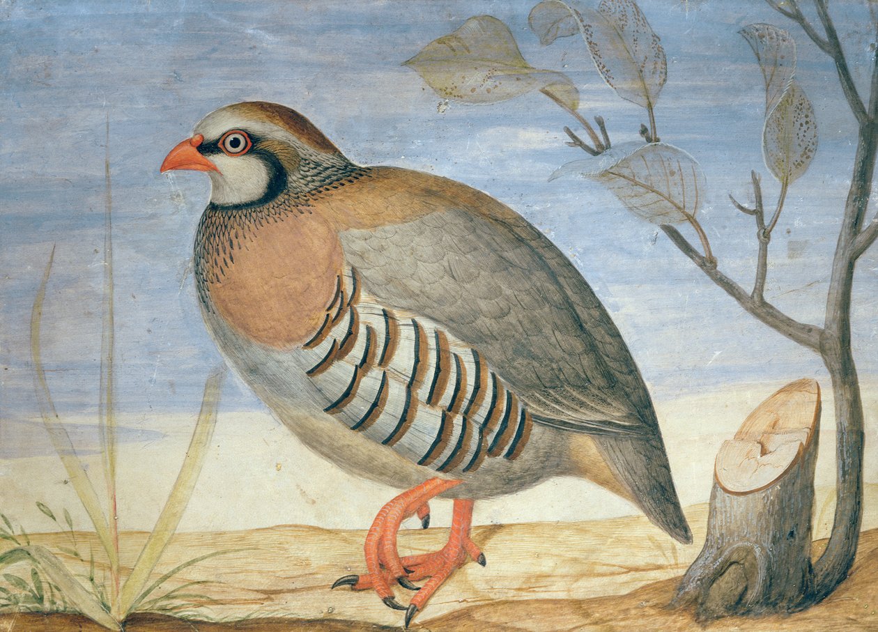Punajalkainen peltopyy (guassi velumilla) tekijältä Carlo Battaglia