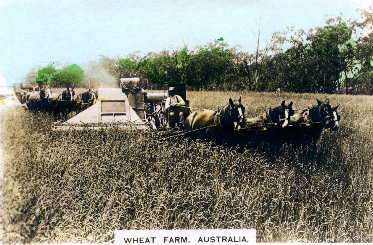 Grenfellin vehnätila, Australia, 1920-luku. tekijältä Cavenders Ltd