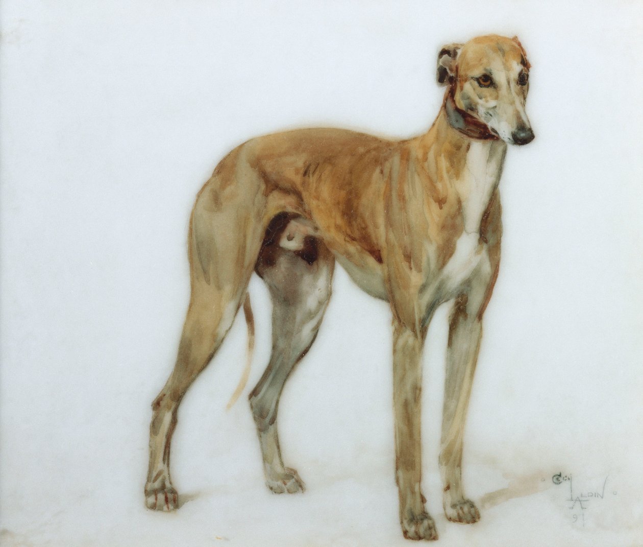Fawn Greyhound, 1897 tekijältä Cecil Charles Windsor Aldin