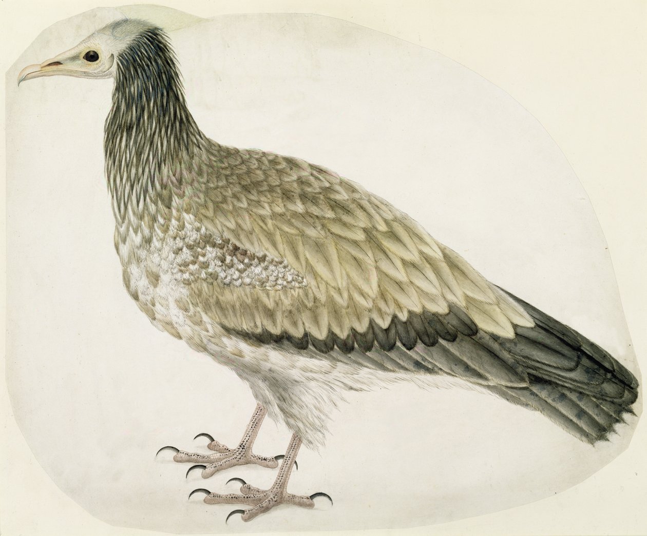 Egyptiläinen korppikotka, n. 1736 (muste, wc ja grafiitti raapimalla paperille) tekijältä Charles Collins