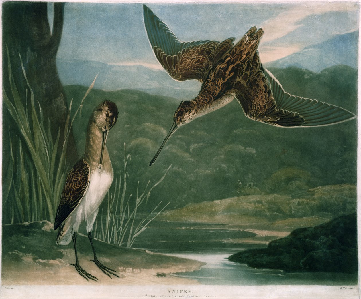 Snipes, British Feather Gamen levy 3, taiteilijan kaivertama, pubi. kirjoittanut R. Ackermann, n. 1810 (mezzotint-kaiverrus) tekijältä Charles Yardley Turner