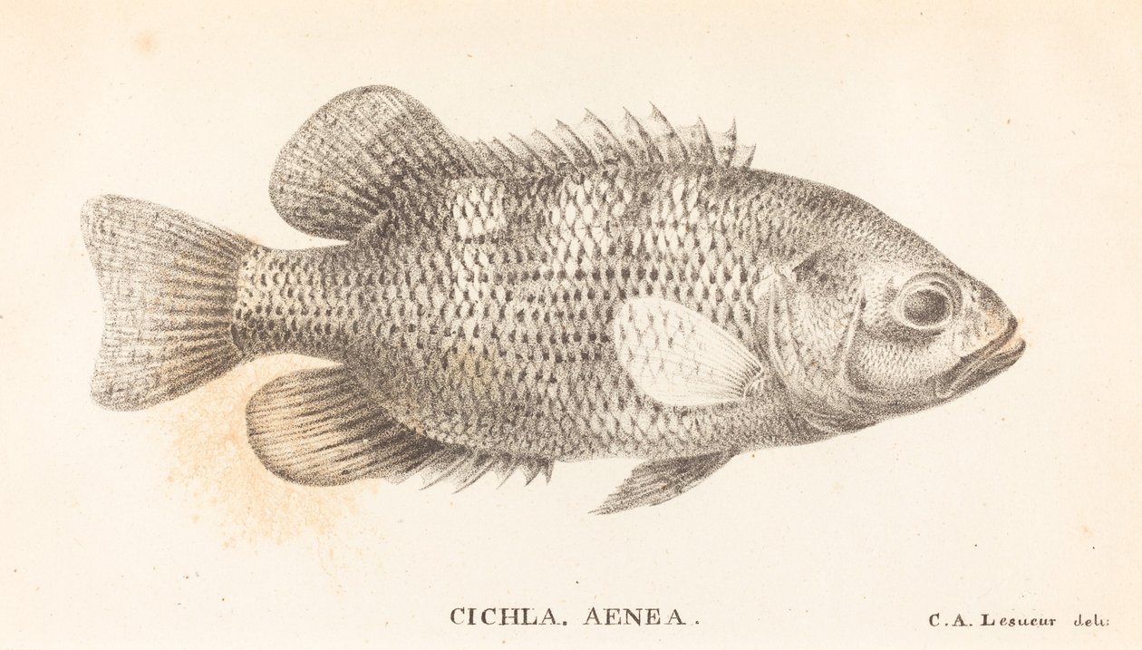Cichla, Aeneas tekijältä Charles Alexandre Lesueur