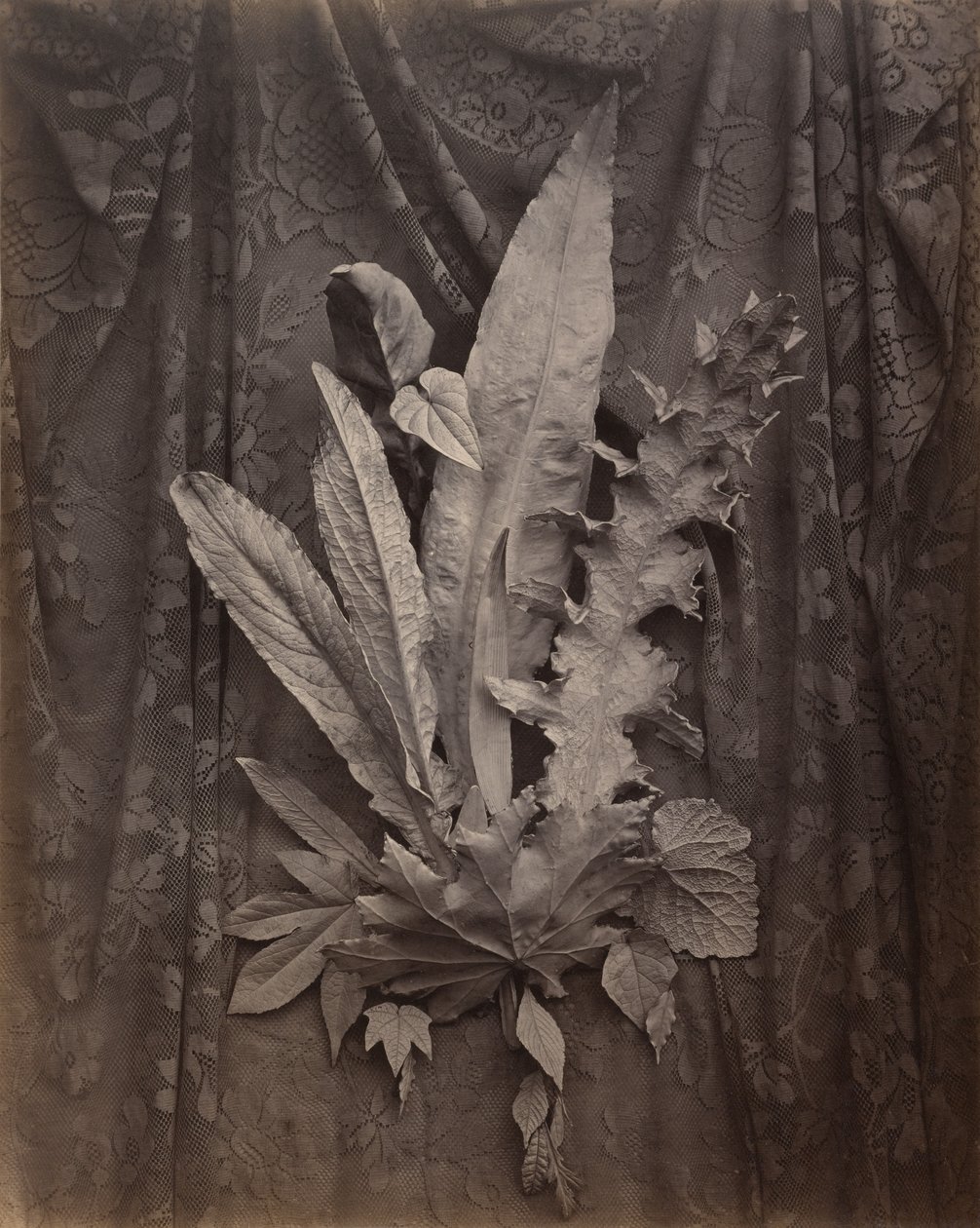 [An Arrangement of Tobacco Leaves and Grass] tekijältä Charles Aubry