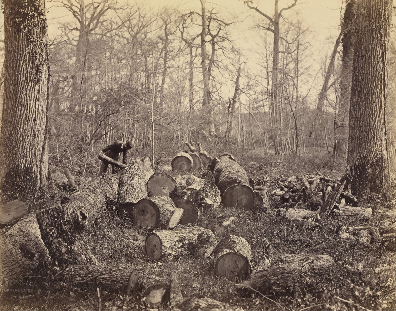 Forêt de Fontainebleau tekijältä Charles Famin