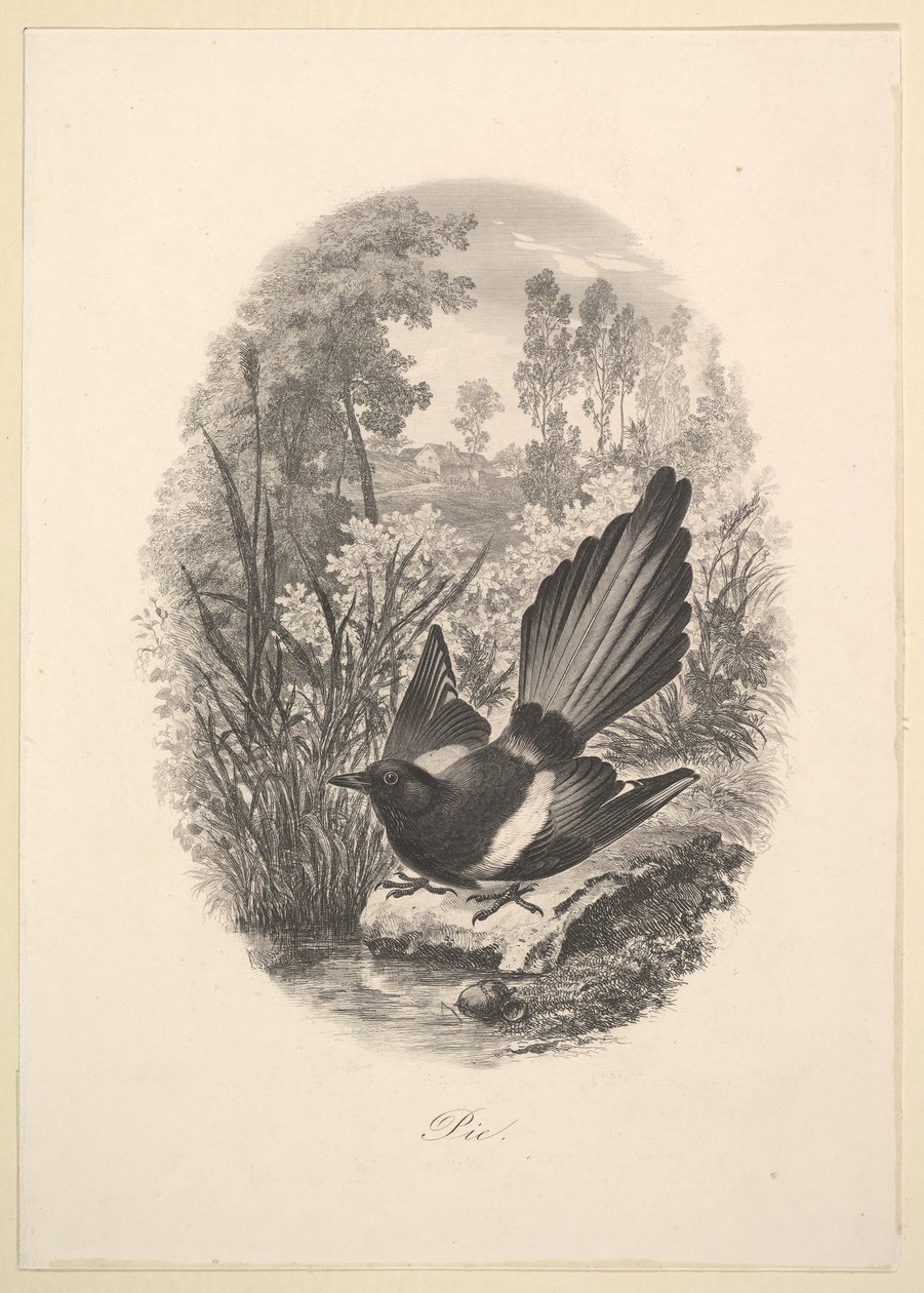 Harakka, 1843. tekijältä Charles Francois Daubigny