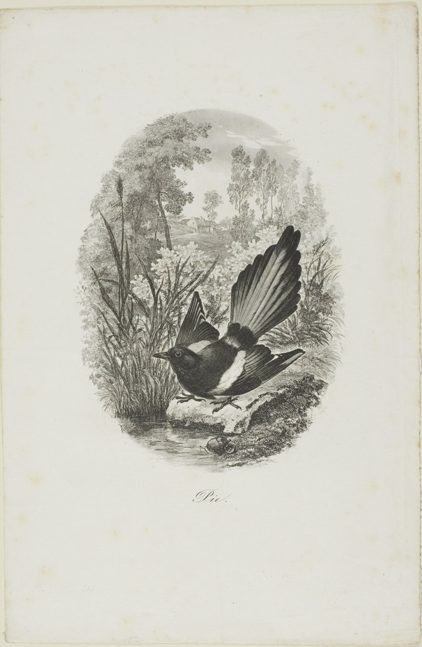 Harakka tekijältä Charles Francois Daubigny