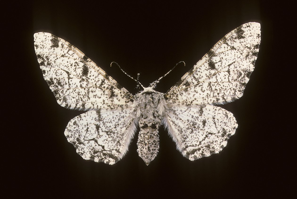 Betularia biston/Birch Phalene tekijältä Augustus Kollner