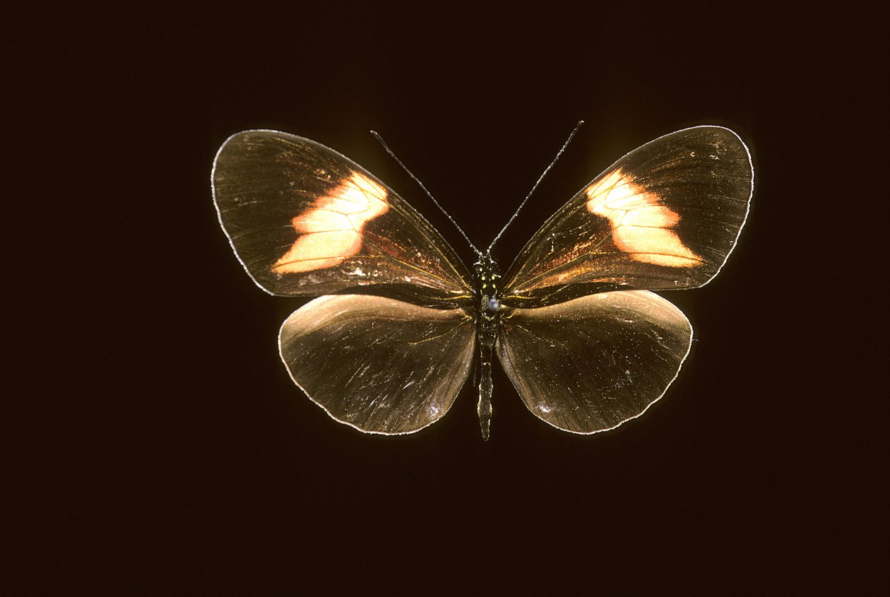 Heliconius melpomene/Heliconie melpomene tekijältä Augustus Kollner