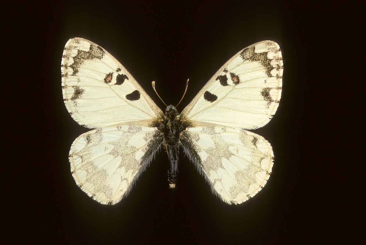 Hypermnestra helios tekijältä Augustus Kollner