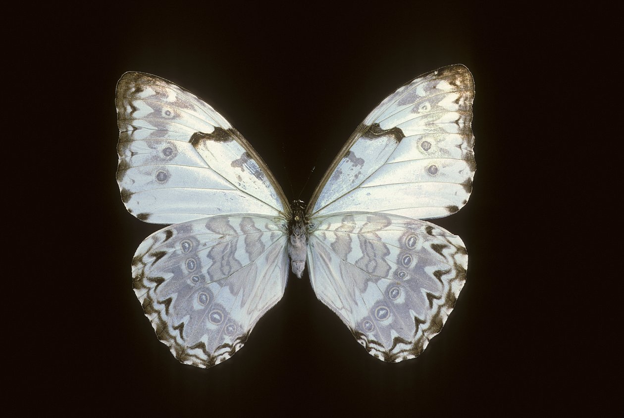 Morpho catenarius tekijältä Augustus Kollner