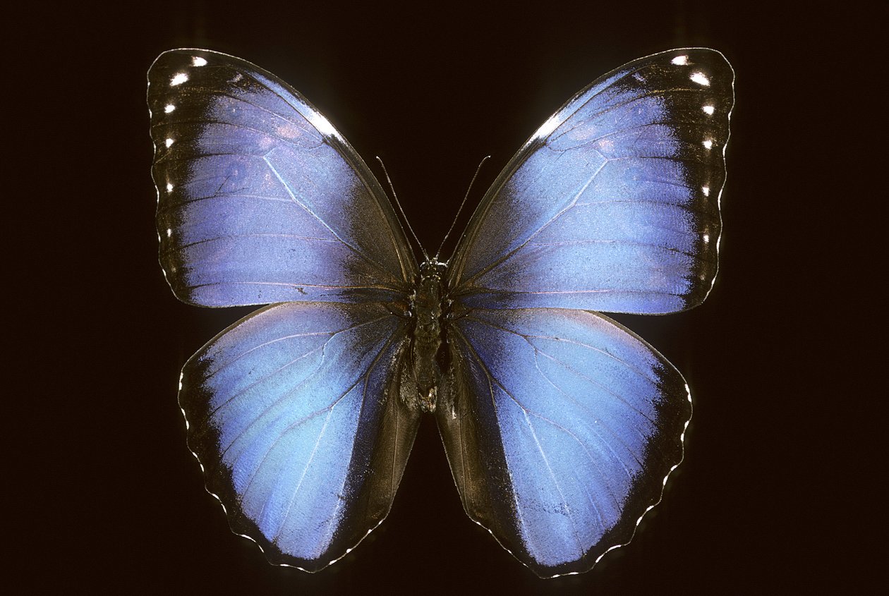 Morpho vitrea tekijältä Augustus Kollner