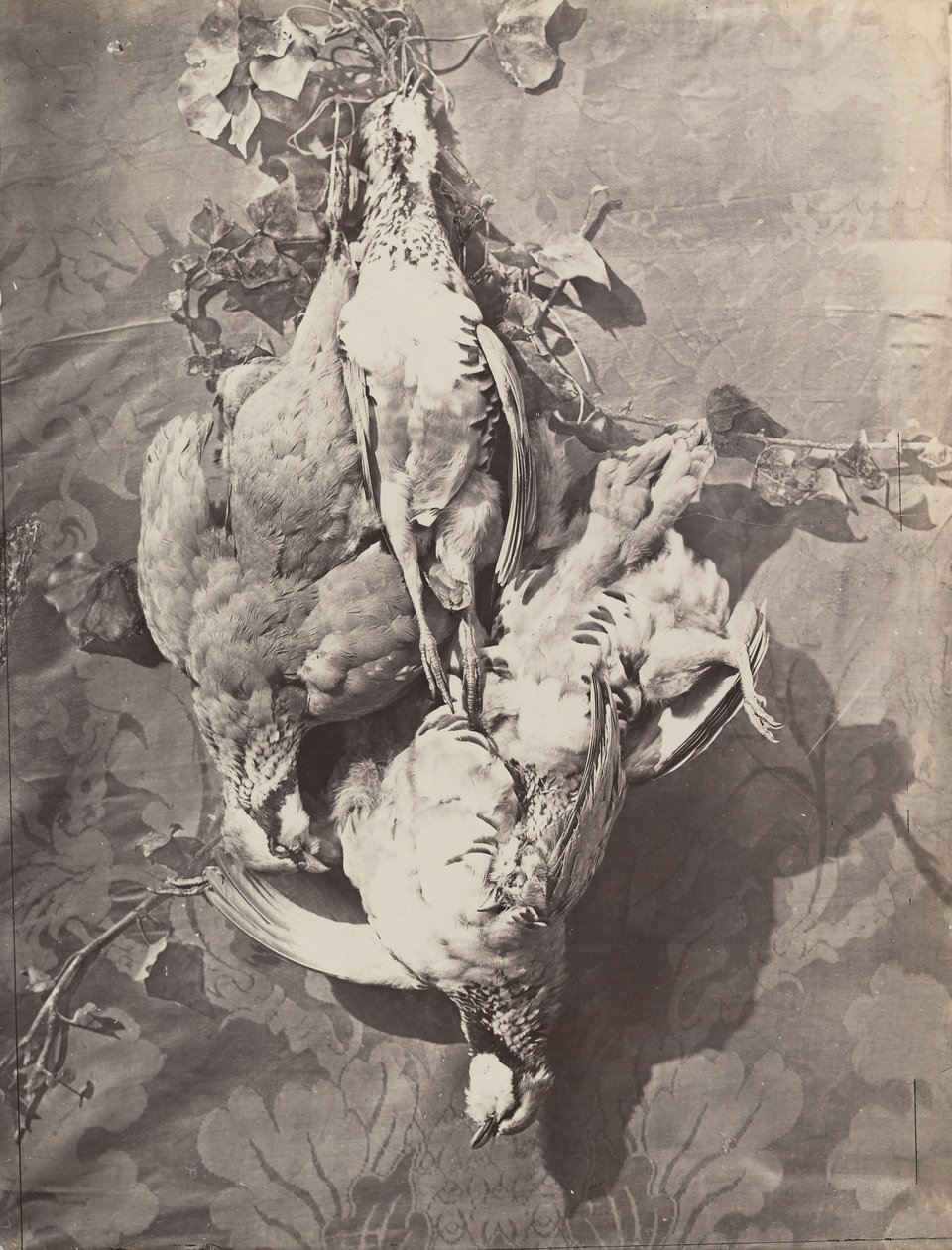 [Asetelma riistalintujen kanssa], 1859. tekijältä Charles Nègre
