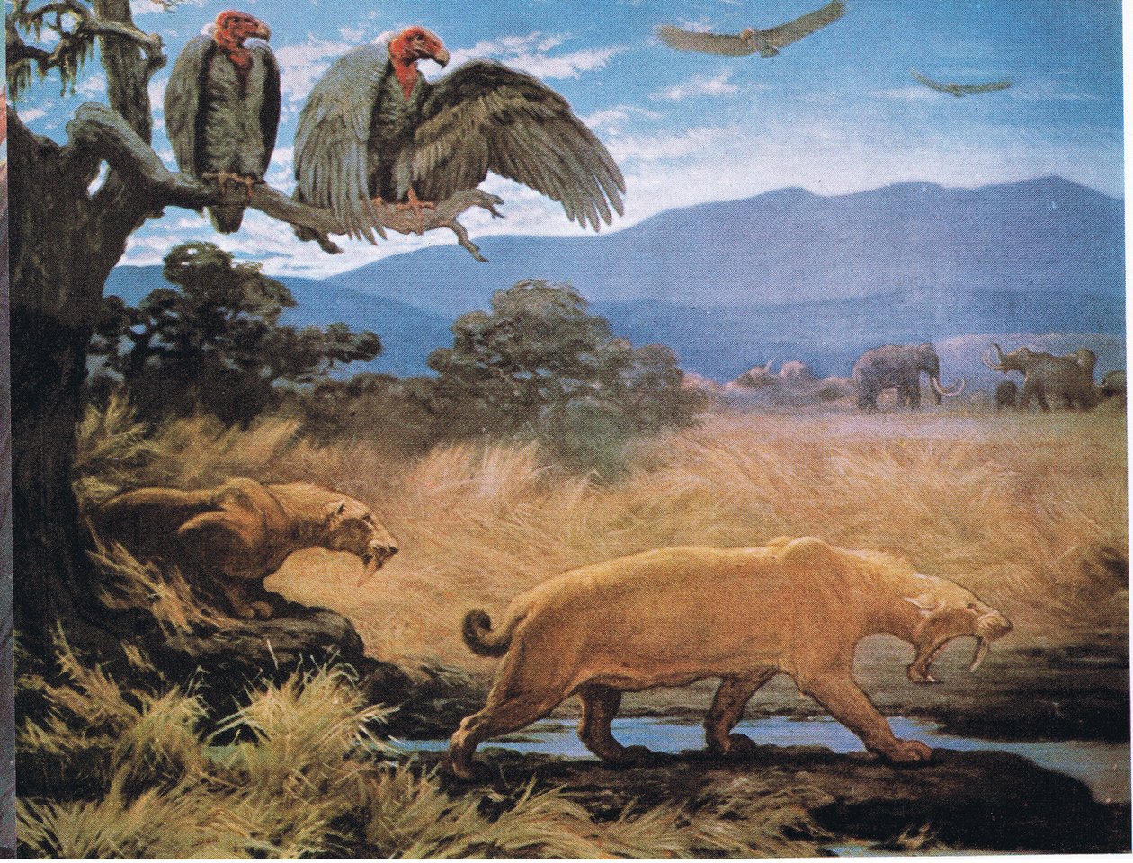 Sabre Tooth Cats tekijältä Charles Robert Knight