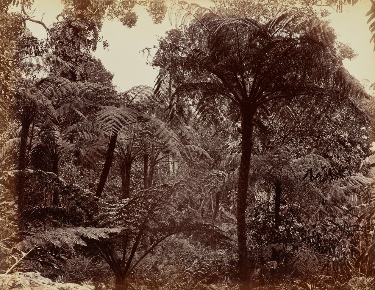 Hakgalan puutarha, Nuwara Eliya tekijältä Charles T. Scowen