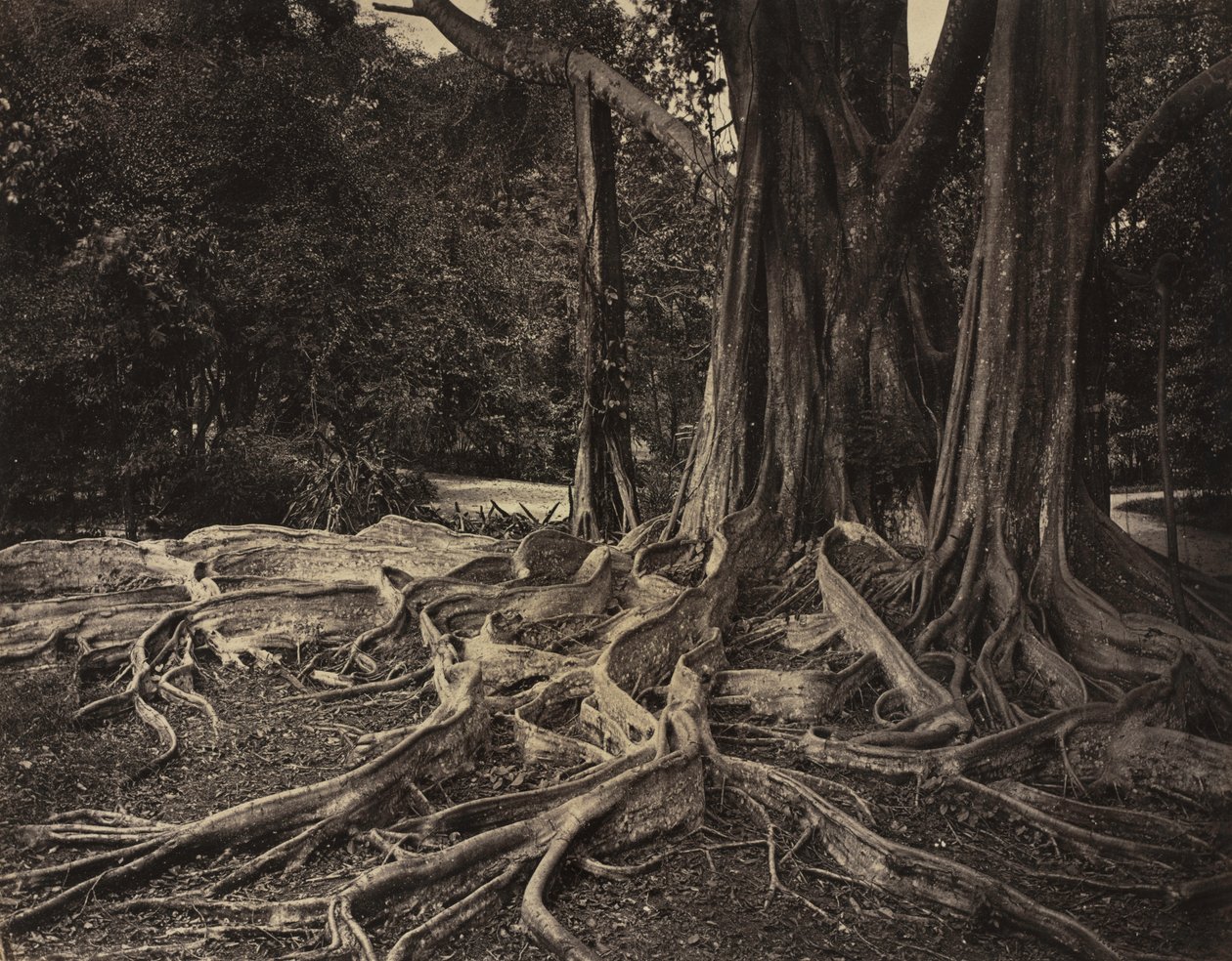 Kumipuu, Assam, Intia (Ficus Elastica) tekijältä Charles T. Scowen