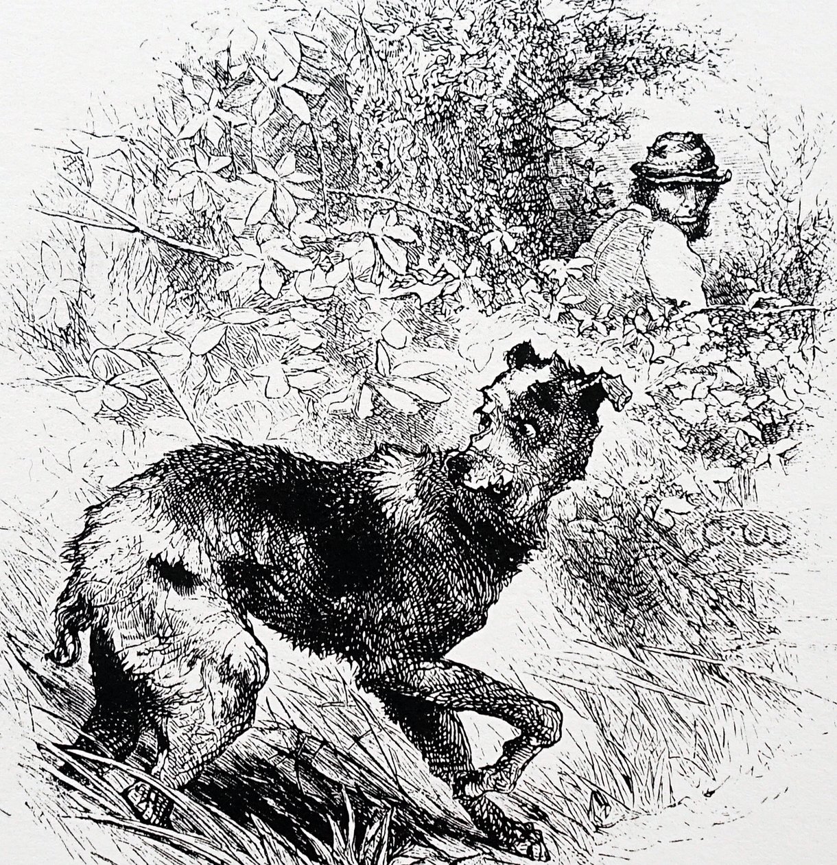 Salametsästäjä lurcherineen tekijältä Charles Whymper