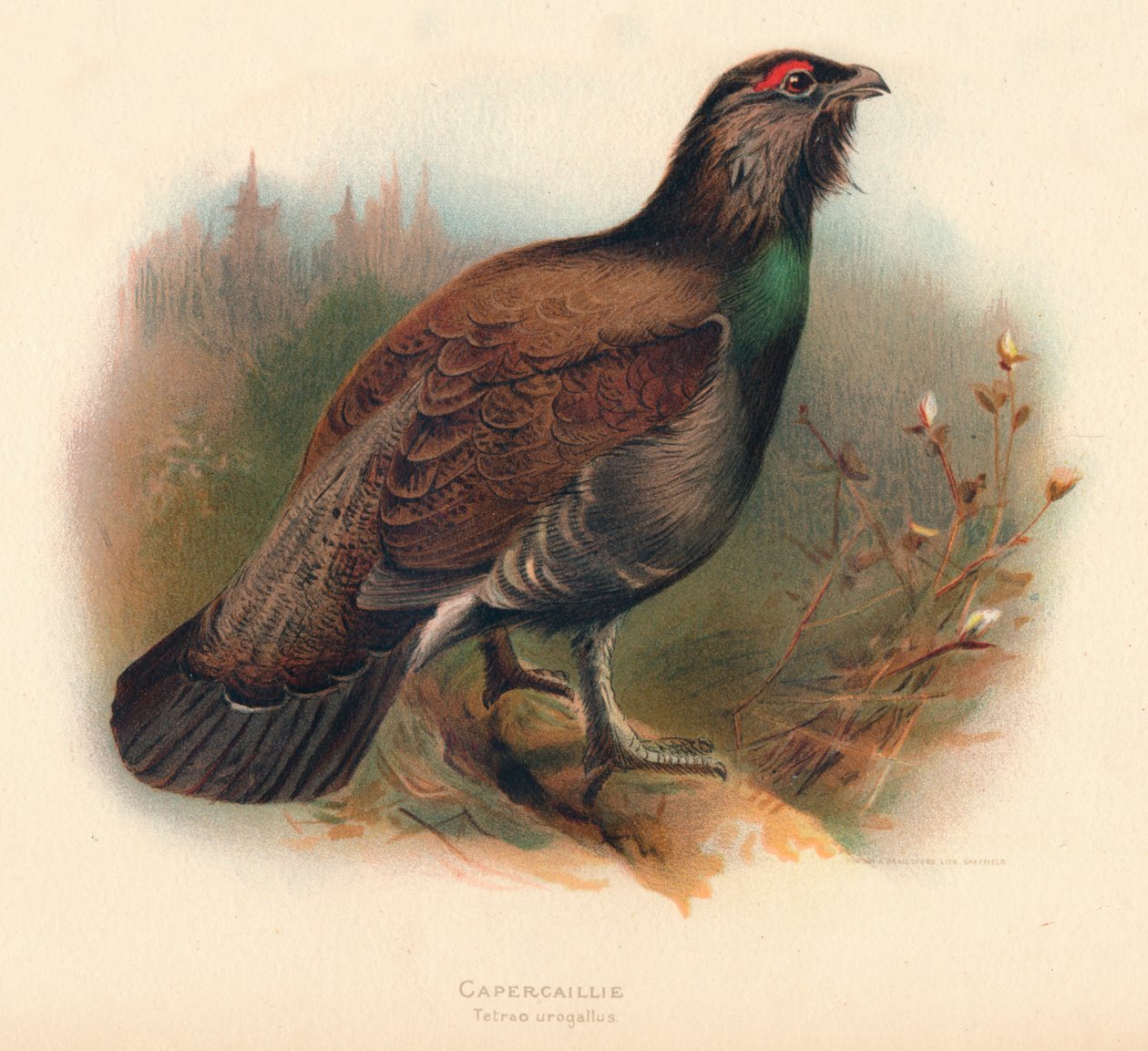 Metso Tetrao urogallus, 1900, 1900 tekijältä Charles Whymper