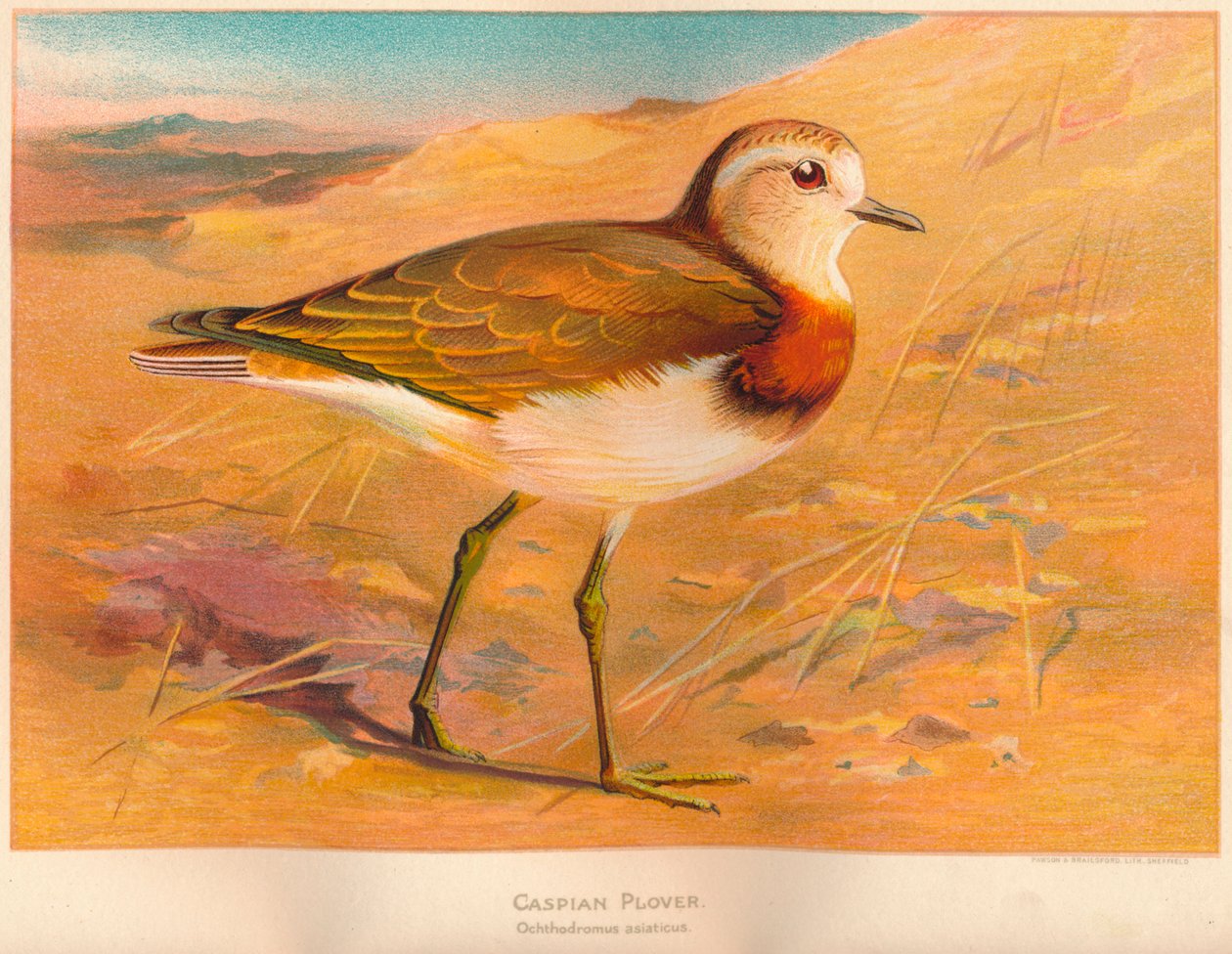 Kaspianpiira Ochthodromus asiaticus, 1900, 1900 tekijältä Charles Whymper