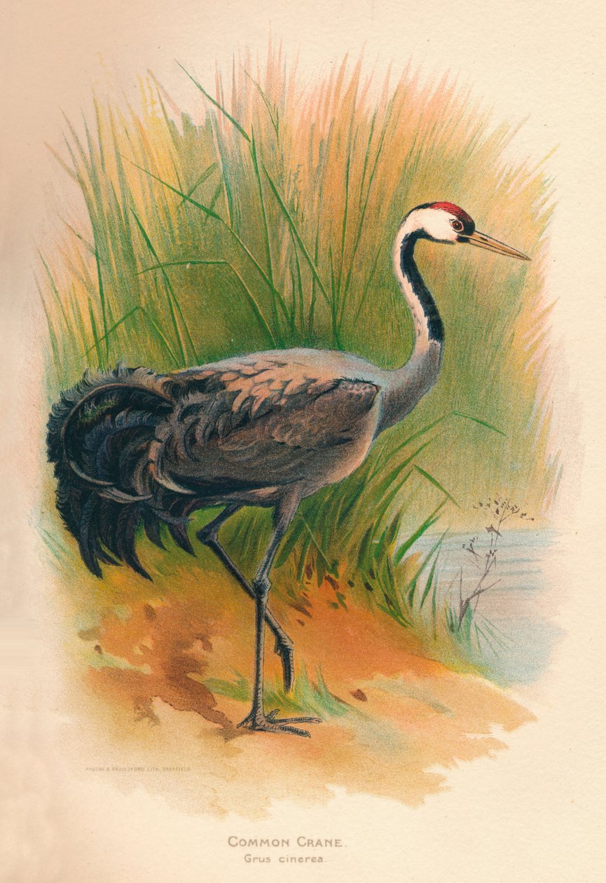 Tavallinen nosturi Grus cinerea, 1900, 1900 tekijältä Charles Whymper