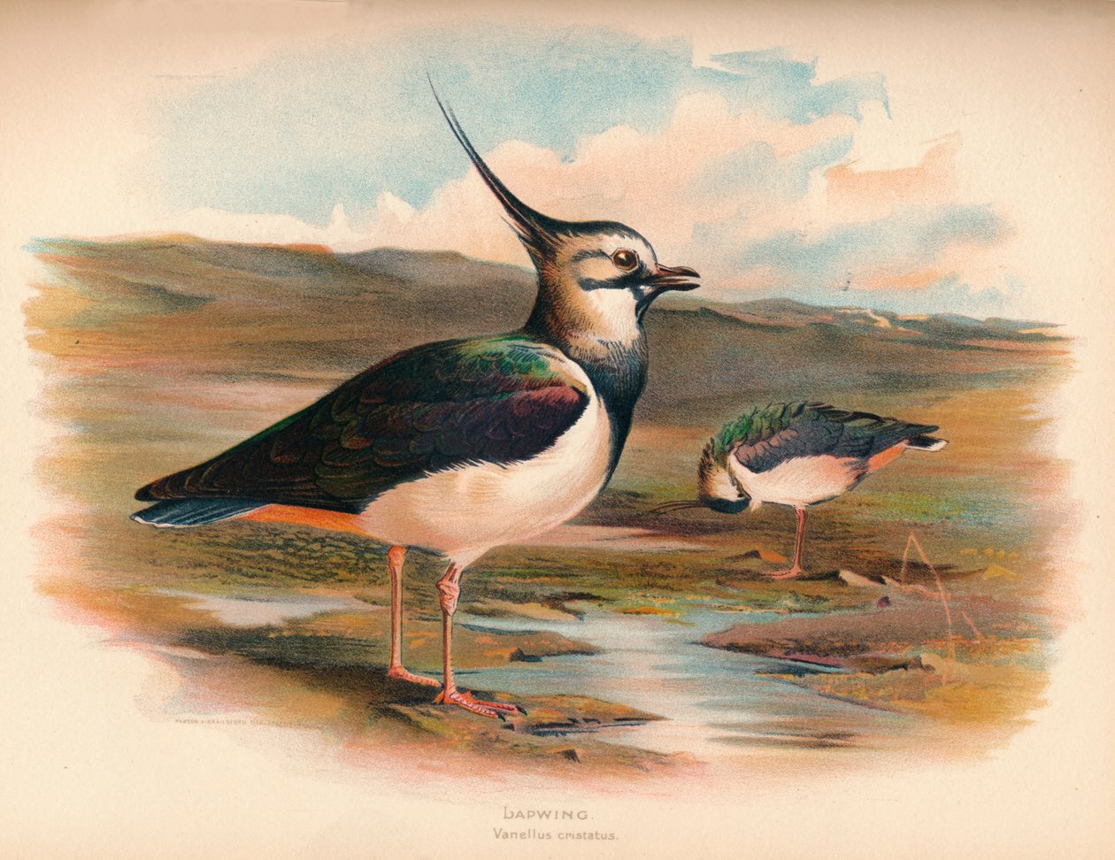Kihukka Vanellus cristacus, 1900, 1900 tekijältä Charles Whymper