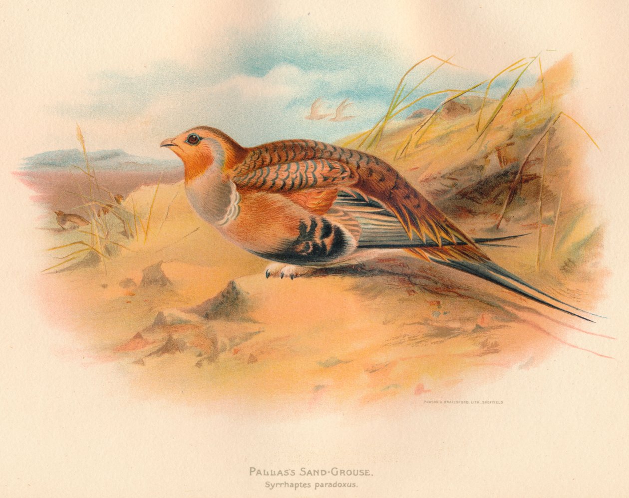 Pallass Sand-Grouse Syrrhaptes paradoxus, 1900, 1900 tekijältä Charles Whymper