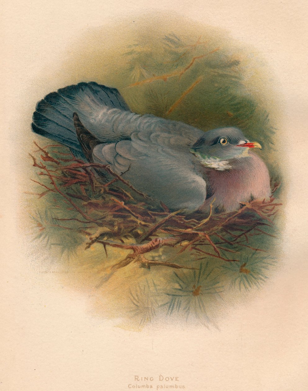 Sormuskyyhkynen Columba palumbus, 1900, 1900 tekijältä Charles Whymper