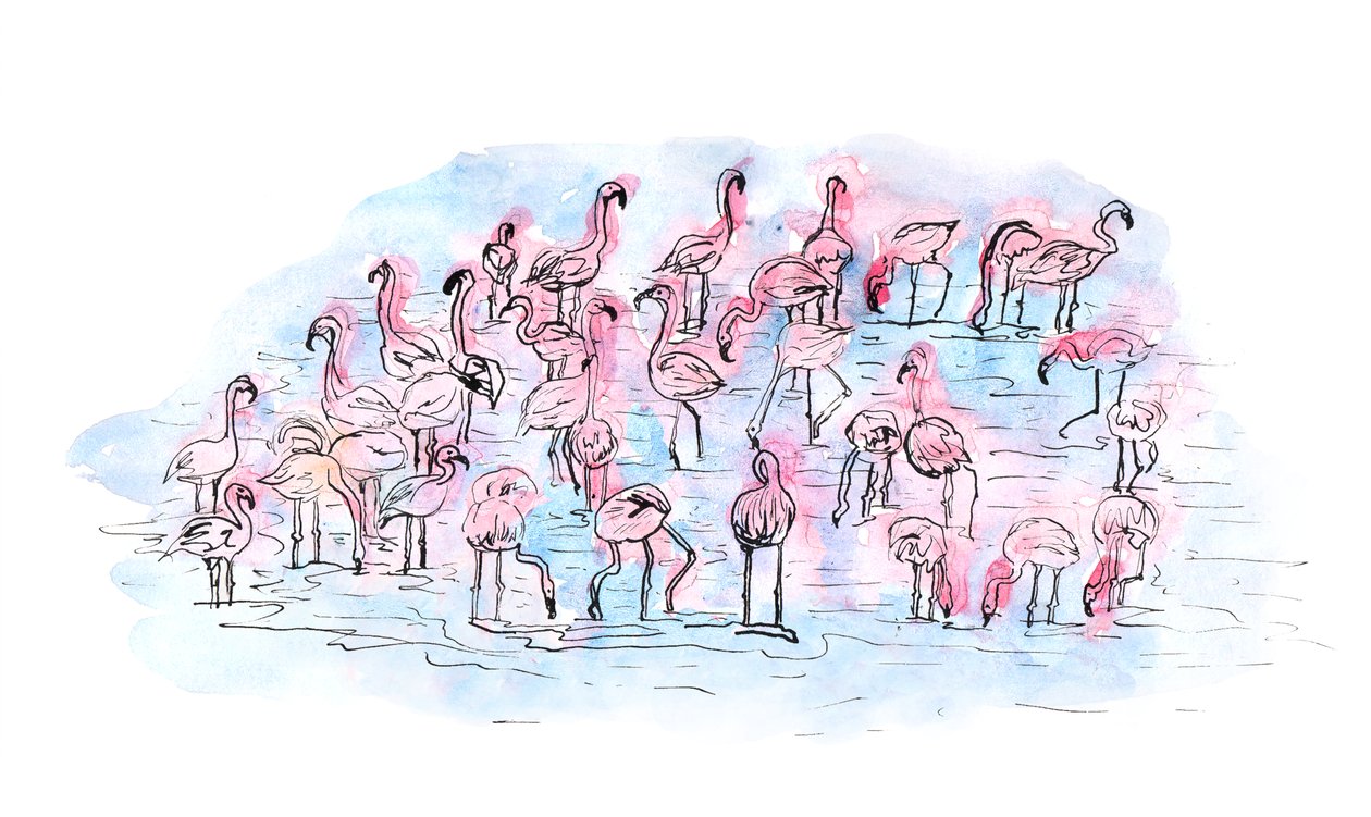 Flamingos 2, 2018 (muste ja akvarelli) tekijältä Charlotte Orr