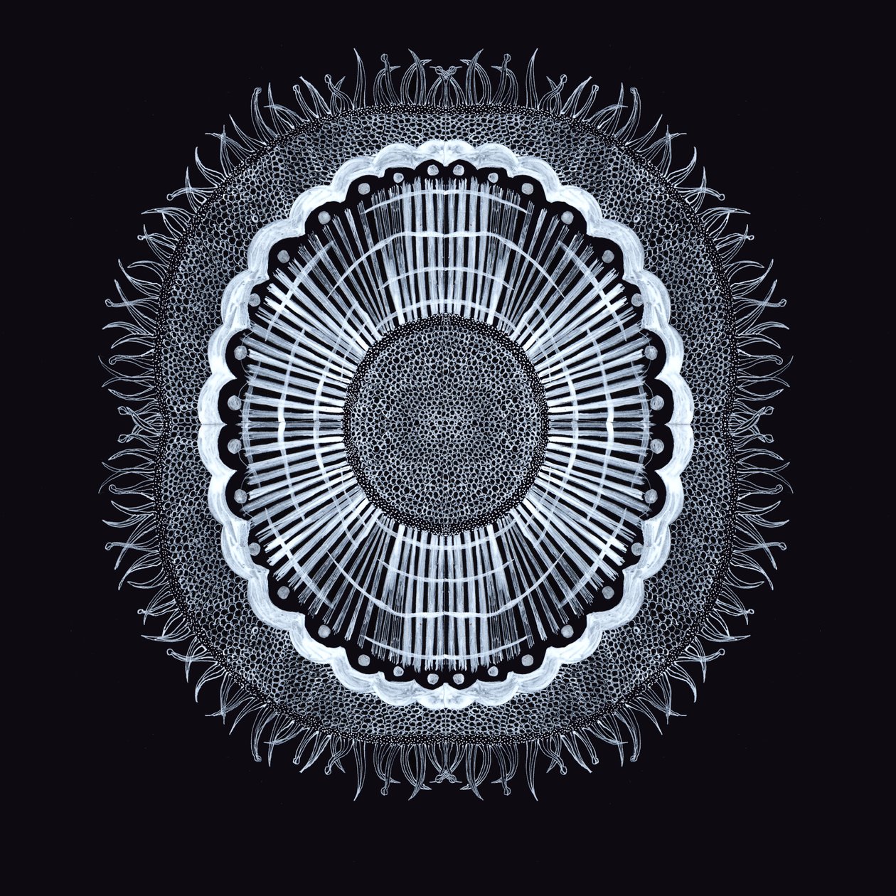 Plant Cell 0.2, 2019 (kynä ja muste) tekijältä Charlotte Orr