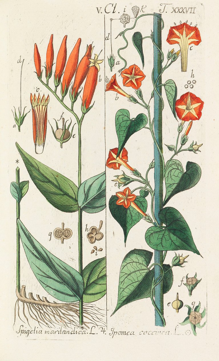 Kasvitieteellinen käsikirja, 1808. tekijältä Christian Schkuhr