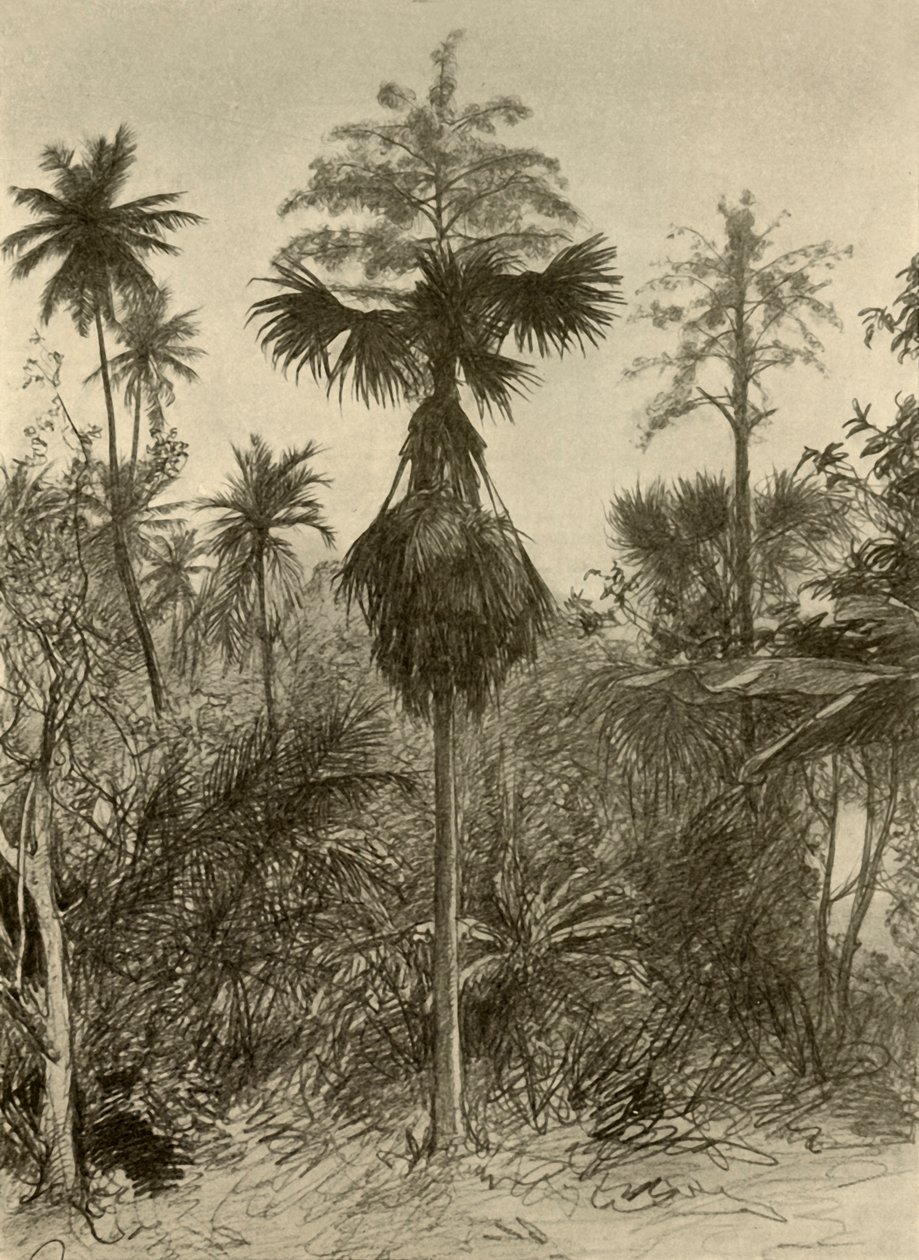 Talipot-palmu kukinnan jälkeen, Ceylon, 1898. tekijältä Christian Wilhelm Allers