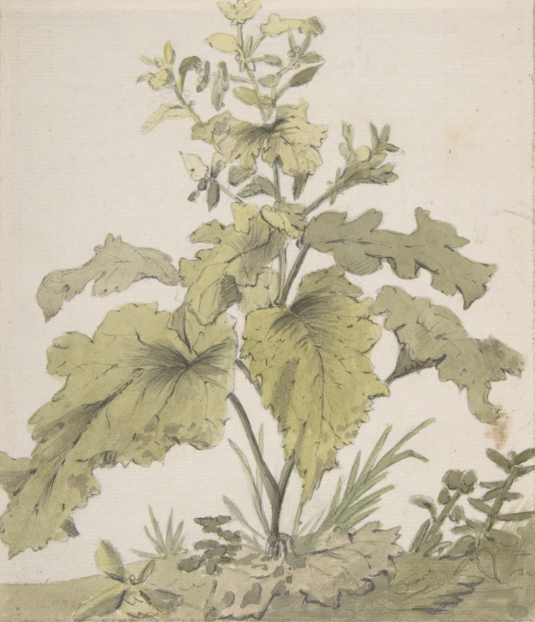 Study of a Plant, 1712-74. tekijältä Christian Wilhelm Ernst Dietrich