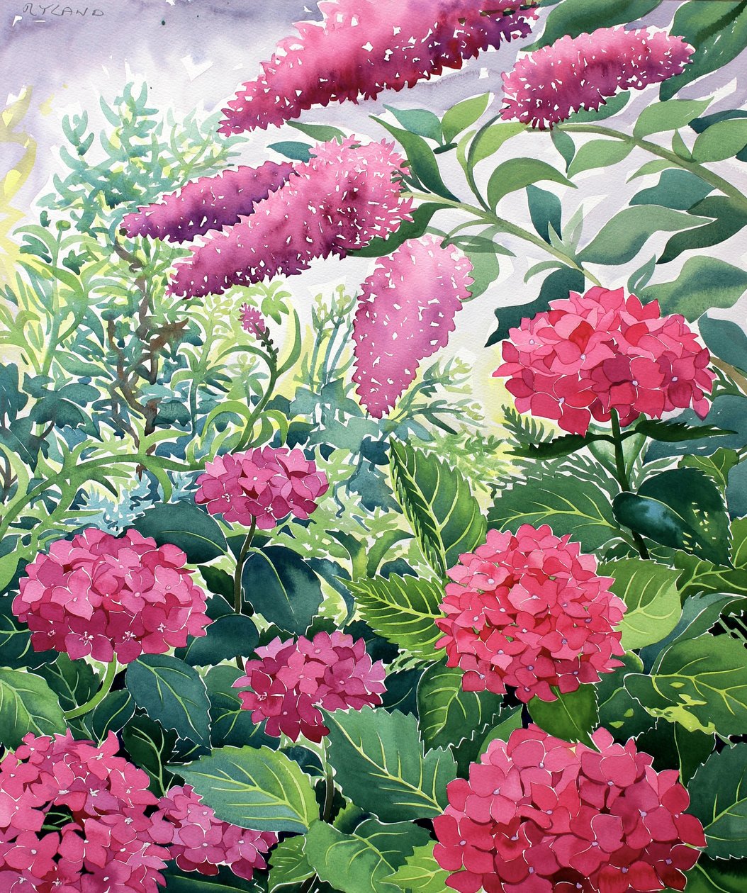 Puutarhahortensiat ja Buddleia (akvarelli paperille) tekijältä Christopher Ryland