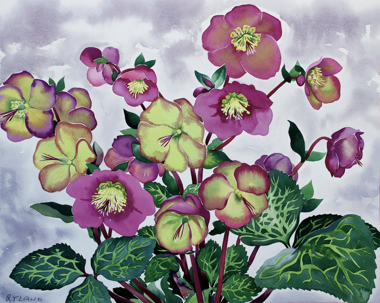 Helleborus (2) tekijältä Christopher Ryland