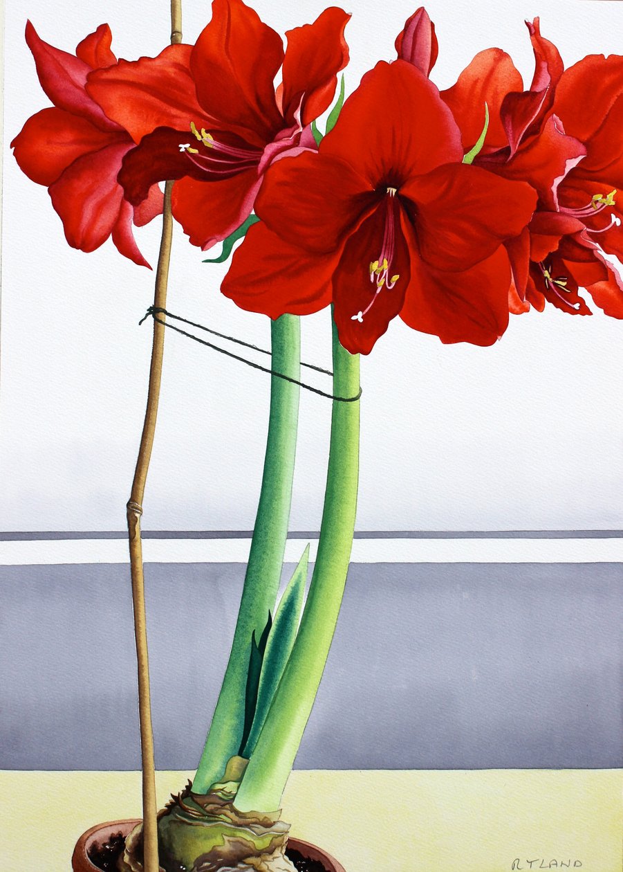 Punainen Amaryllis 2 (akvarelli paperille) tekijältä Christopher Ryland