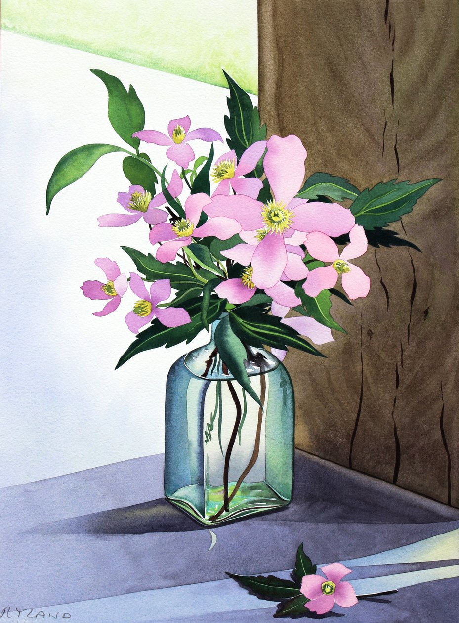 Still Life Pink Clematis (akvarelli paperille) tekijältä Christopher Ryland