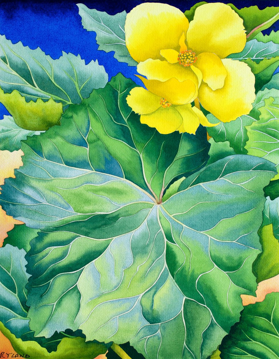 Keltainen begonia tekijältä Christopher Ryland