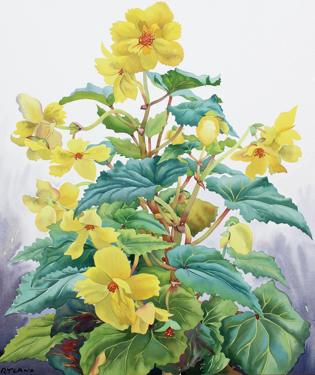 Keltainen Begonia 2 tekijältä Christopher Ryland