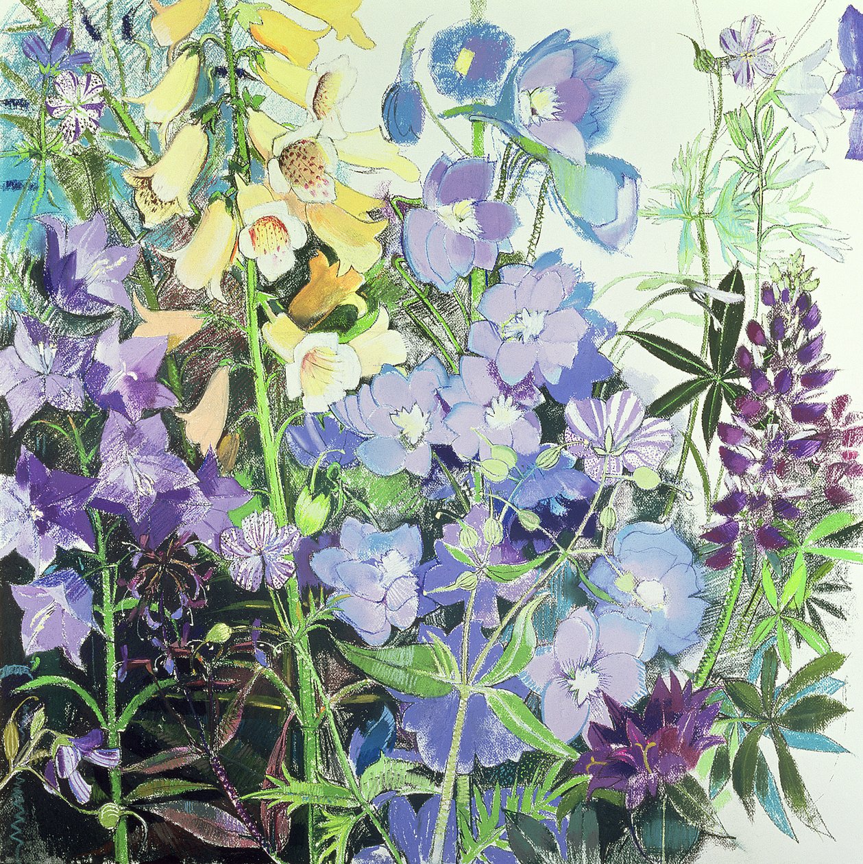 Delphiniums ja Foxgloves tekijältä Claire Spencer