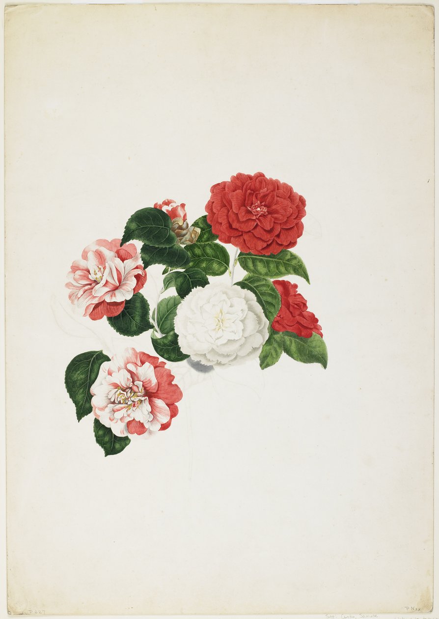 Tavalliset kameliat (Camellia japonica) (wc ja grafiitti paperilla) tekijältä Clara Maria Pope
