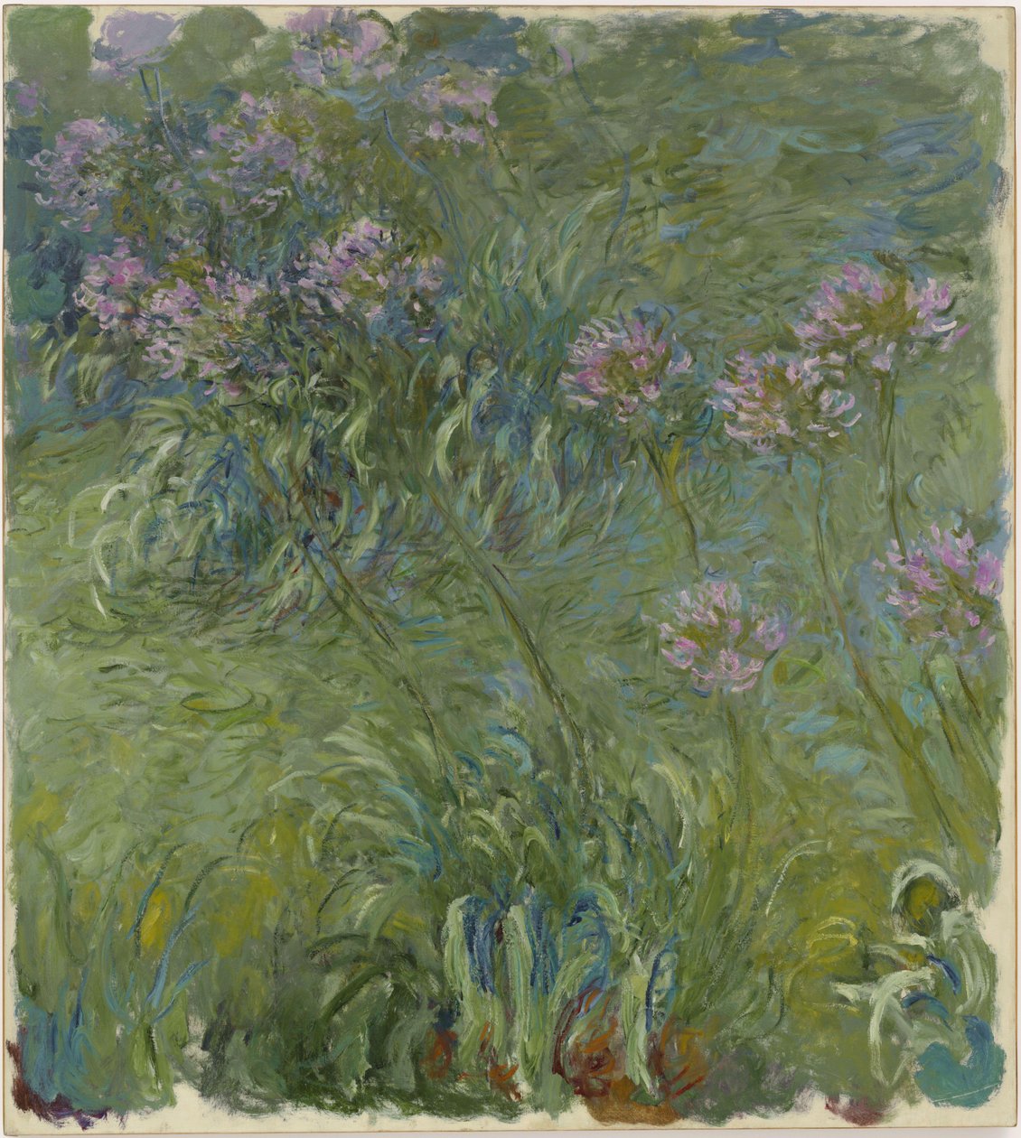 Agapanthus tekijältä Claude Monet