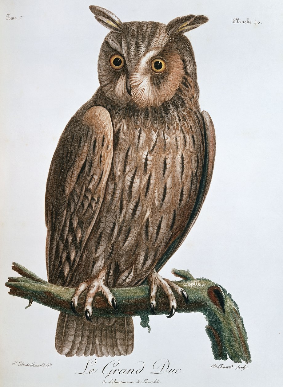 Le Grand Duc", Pöllö, 1799-1808 tekijältä Claude Fessard