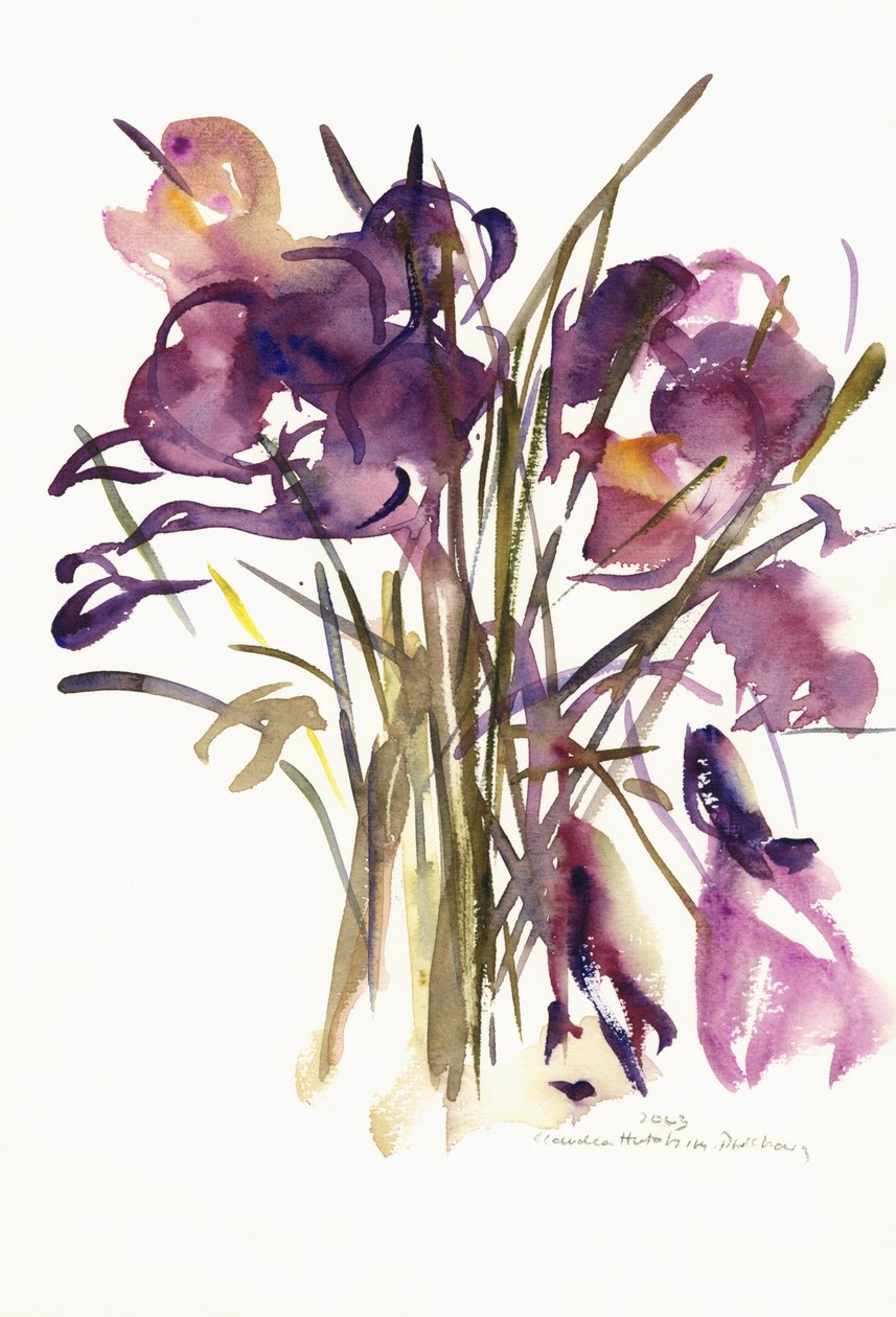 Krookus, 2003 (akvarelli) tekijältä Claudia Hutchins Puechavy