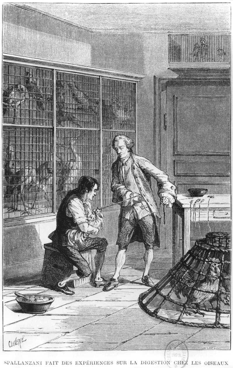 Apotti Lazzaro Spallanzani (1729-99), joka tutkii lintujen ruuansulatuksen fysiologiaa, kuva Louis Figuierin (1819-94) teoksesta "La vie et les moeurs des Animaux" Pariisi, 1868 (bw ph) tekijältä Claverie
