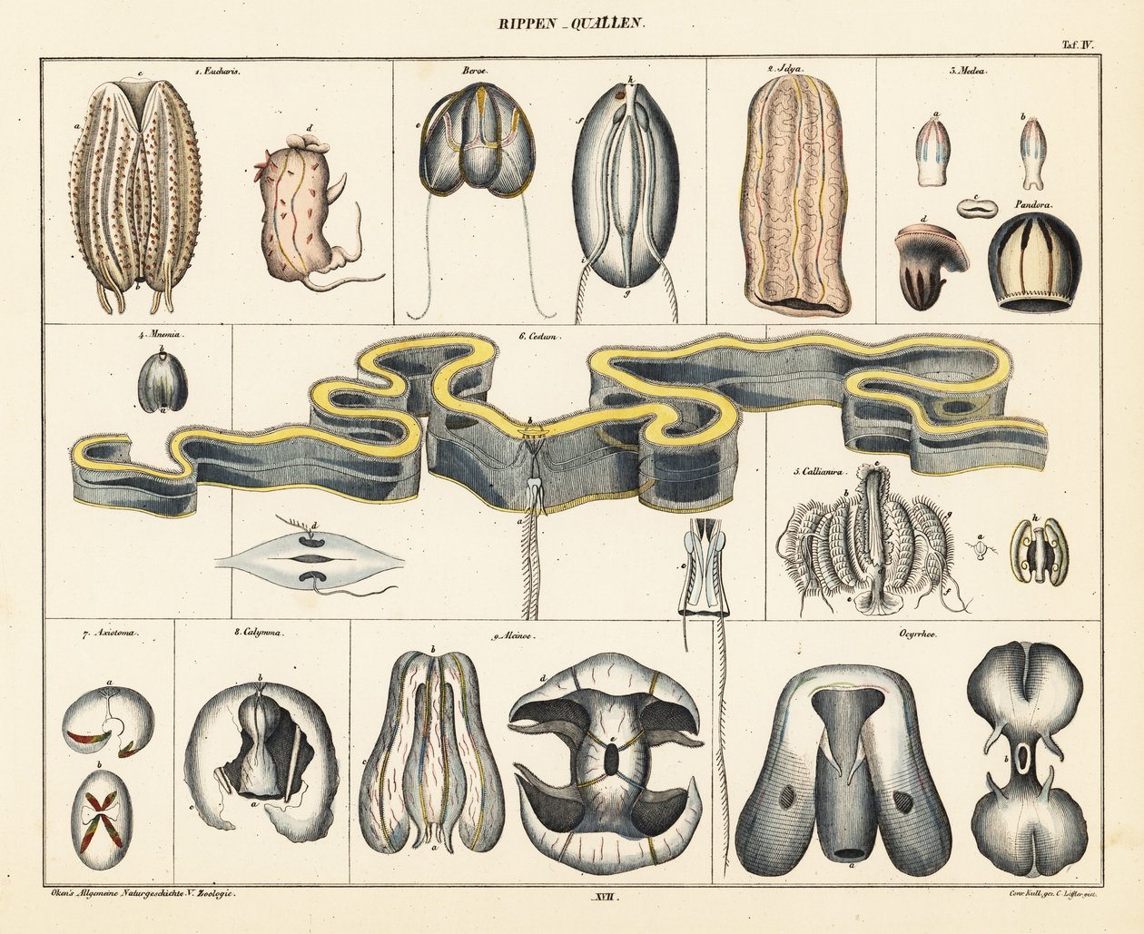 Meduusalajien anatomia. ,1841 (litografia) tekijältä Conrad Kull